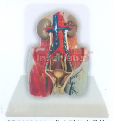 DESK-TYPE, MALE HEALTH URINARY PELVIS MODEL WITH DESCRIPTION PLATE